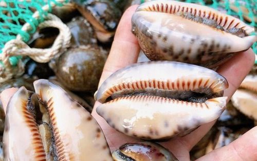 Loài ốc là đặc sản có tên ngượng đỏ mặt, hấp sả đơn giản lại giữ trọn vị ngọt