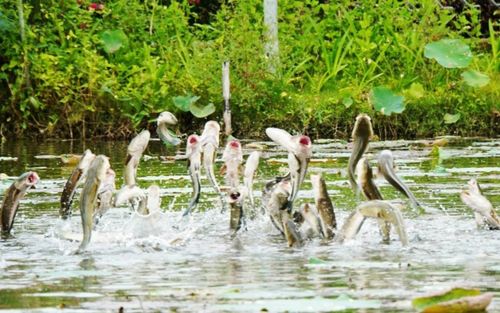 Loại cá sống dưới bùn ở Đồng Tháp, nghe tên dân dã nhưng từng là đặc sản tiến vua
