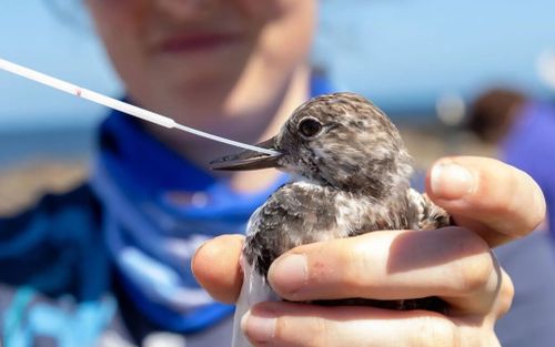 Australia lần đầu ghi nhận cúm gia cầm H5N1 trên đất liền, Thủ tướng lên tiếng cảnh báo