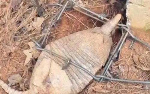 Đặt bẫy bắt kẻ trộm gà, người đàn ông sốc nặng khi phát hiện sinh vật lạ