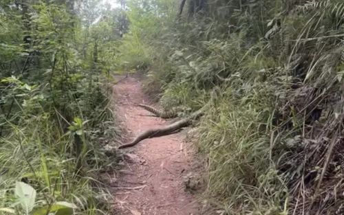 Phát hiện chiếc đuôi khổng lồ chắn ngang đường leo núi, nhóm du khách hoảng loạn bỏ chạy