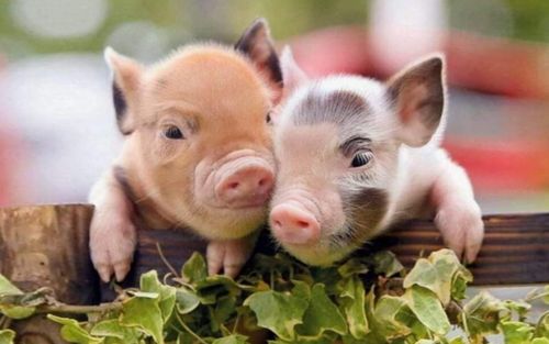 3 con giáp có tư duy linh hoạt, dễ thích nghi trước mọi thay đổi