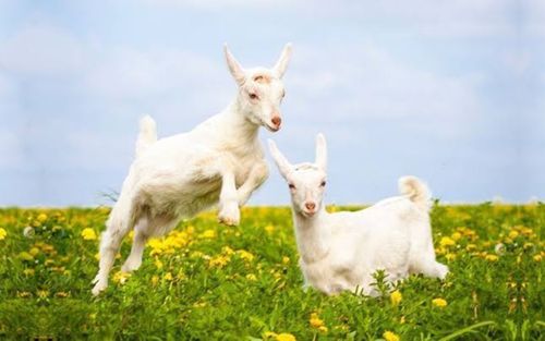 3 con giáp tưởng vô tư nhưng lại hay suy nghĩ, thường tự mình chịu đựng mọi chuyện
