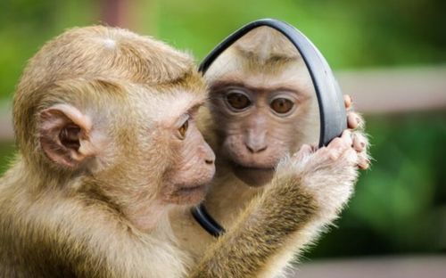 3 con giáp có khả năng 'biến nguy thành may', giỏi xoay chuyển tình thế