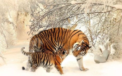 3 con giáp càng bị dồn vào thế khó càng dễ bộc lộ năng lực đáng nể