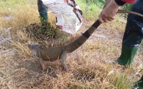 Phát hiện 'quái vật' dài gần 1,6 m trên ruộng, nữ công nhân hoảng sợ bỏ chạy