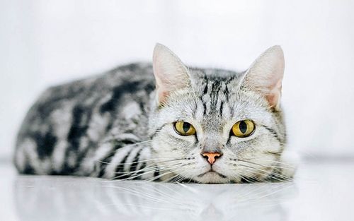 5 con giáp càng sống kín tiếng, càng dễ đón tin bất ngờ