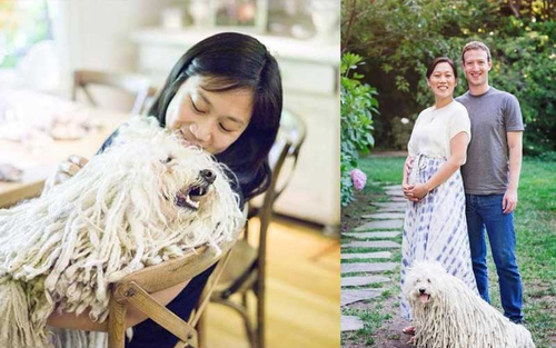Điểm danh những chú cún cưng 'cute lạc lối' của những tỉ phú công nghệ