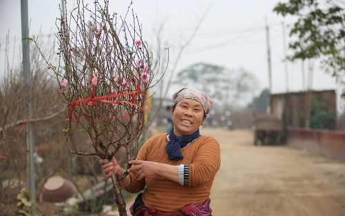 Tiểu thương vào tận vườn trả giá cao, nhiều người dân làng Nhật Tân 'hốt bạc' khi có đào bán trước Tết