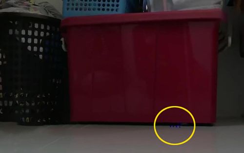 Rạng sáng thấy ánh sáng lạ dưới thùng đồ, cô gái sợ hãi rời khỏi nhà ngay khi biết đó là thứ gì