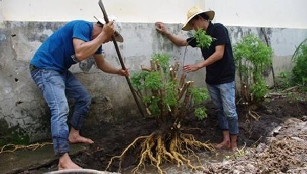 Săn lùng đinh lăng bán cho nhà giàu