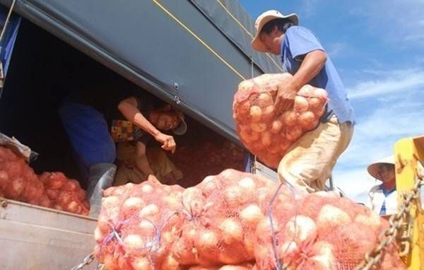 Vừa đổ bỏ, hành tây Đà Lạt tăng giá gấp 5 lần