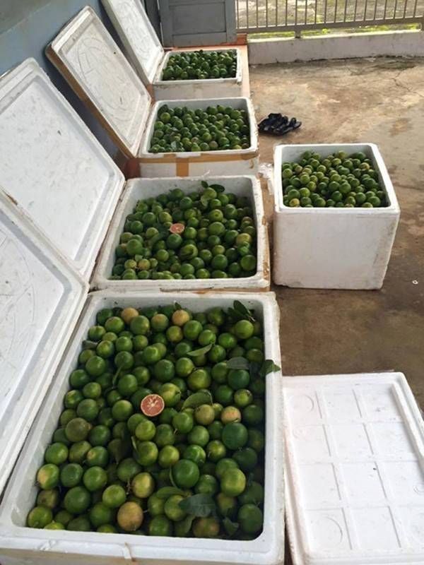 Chanh đào Hà Nội gặp hạn ở xứ ngàn hoa