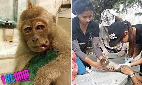 Lại thêm một chú khỉ bị trọng thương do bất cẩn của du khách
