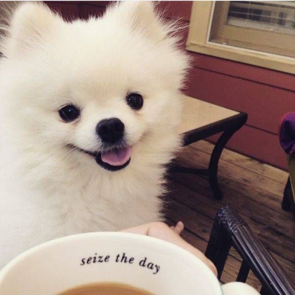 Chú chó hắt xì dễ thương 'quá mức quy định'