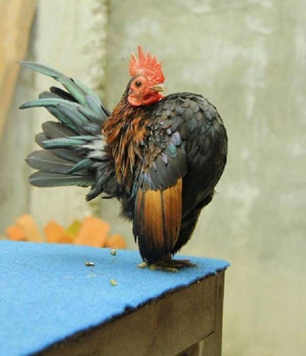 Nhà giàu Việt chơi lạ: Con gà quý tộc giá ngàn USD