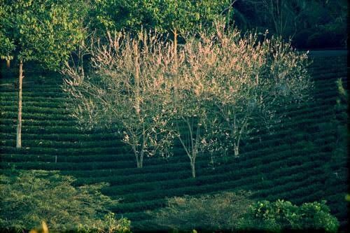 Vài gợi ý du lịch sinh thái Bình Phước ngày cuối tuần