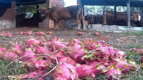 Thanh long rớt giá, nông dân Bình Thuận đổ cho bò ăn
