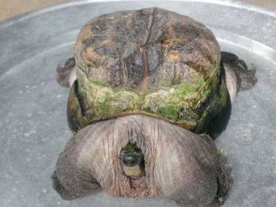 Con rùa kỳ lạ đem lại may mắn cho chủ nhân ở Tiền Giang