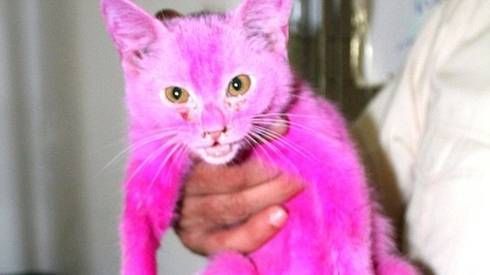 Mèo hồng như iPhone 6s được giải cứu khỏi cuộc sống địa ngục