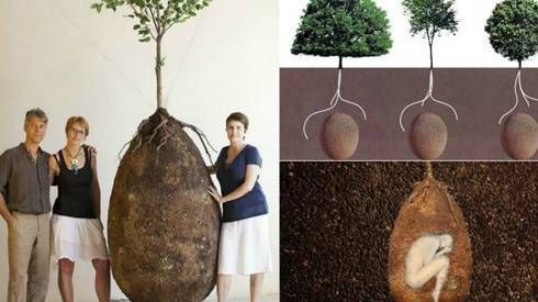 Người chết hóa thân trong cây xanh nhờ quan tài trứng