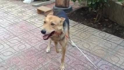 Phẫn nộ chứng kiến chú chó bị cẩu tặc bắn xuyên người