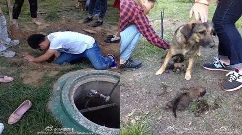 Sinh viên giải cứu đàn chó con bị bảo vệ trường chôn sống