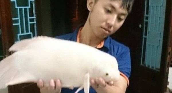 'Quái ngư' bạch tạng xuất hiện tại Hồ Tây