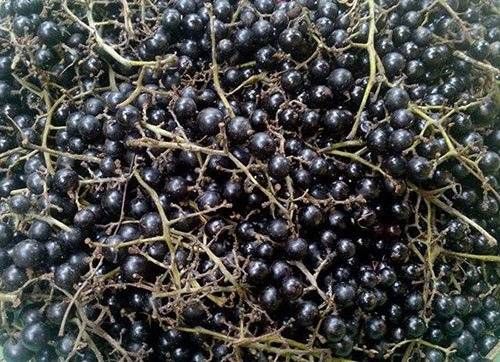 Nho rừng 50.000 đồng/kg, bà nội trợ tò mò đặt mua