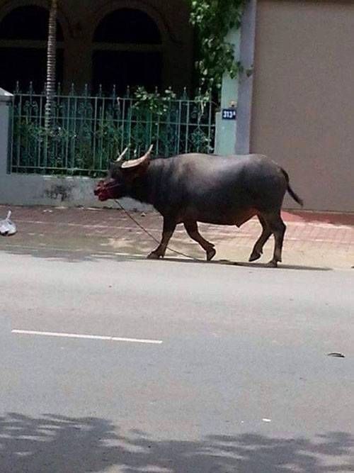 Cảnh sát nổ súng bắn chết trâu điên, giải cứu 2 người bị mắc kẹt trong nhà