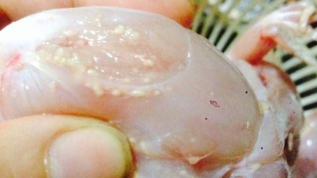 Mua ếch về nấu cháo, giật mình vì đầy nang sán dưới lớp da