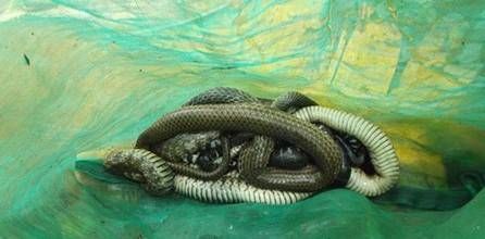 Nhà chùa thừa nhận thả 3 bao rắn xuống đường vì… nể người bán