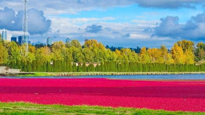 ​Đỏ rực mùa thu hoạch việt quất ở Richmond