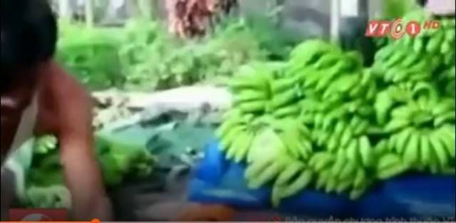 Clip phát hiện tẩm thuốc độc cho chuối ở Bình Dương