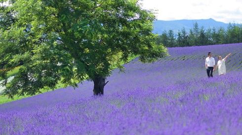 Thiên đường lavender châu Á đẹp ngất ngây trong bộ ảnh cưới Trúc Diễm