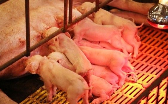 Bên trong trại lợn 'ba không' ở Hà Nội