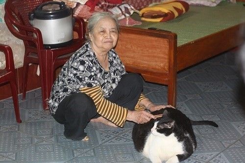 Nam Định: Mèo nặng nhất thế giới, trả 120 triệu không bán