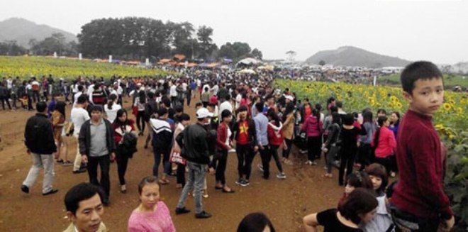 Cảnh tượng đông đúc gây choáng tại cánh đồng hoa hướng dương ở Nghệ An