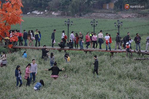 7.000 người kéo đến, thung lũng hoa Hồ Tây tan hoang sau hơn 2 ngày miễn phí