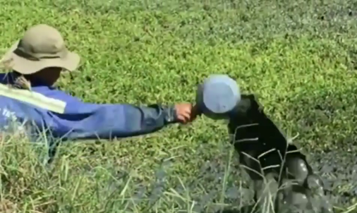 Sốc với clip rau muống xanh non mơn mởn nhờ 'tắm' nhớt cặn