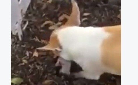 Cảm động trước hành động tự chôn cất con của chó mẹ