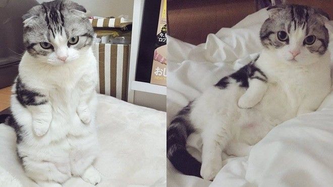 Mappu-chin: Cô mèo tai cụp 'hot' nhất nước Nhật