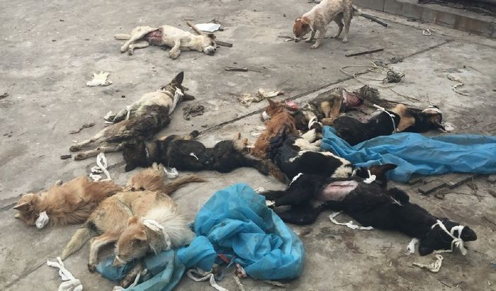 Phẫn nộ hành vi quăng xác chó sau khi dùng làm vật thí nghiệm