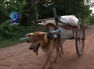 Câu chuyện 'bà già có chiếc xe chó' khiến nhiều người phải rơi lệ