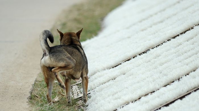 Cảnh phơi miến ven đường mất vệ sinh