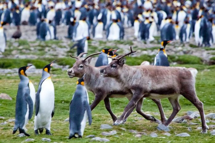 9 bức ảnh ấn tượng về 'bạn thân' của ông già Noel