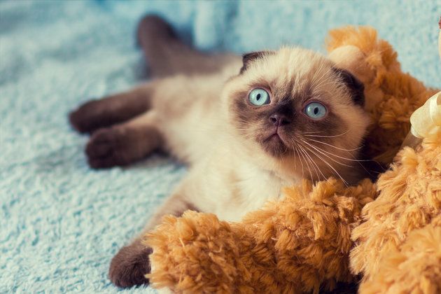 Mất lòng tin vào con người, mèo được bầu chọn làm thị trưởng