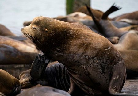 Hàng trăm sư tử biển bị… ngáo tập thể do ăn tảo quá liều