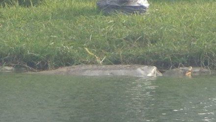 Cụ Rùa Hồ Gươm nổi hơn 2 tiếng