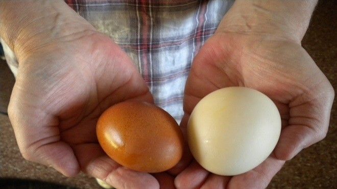 Trứng gà và trứng vịt: Ăn trứng nào bổ dưỡng hơn?